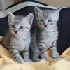 Photo №1. egyptian mau - for sale in the city of Амстердам | negotiated | Announcement № 83464