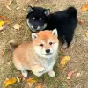 Photo №1. shiba inu - for sale in the city of Bern | negotiated | Announcement № 123437