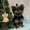 Photo №3. Yorkshire terrier puppy. Ukraine