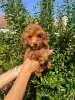 Photo №2 to announcement № 117614 for the sale of poodle (toy) - buy in Serbia breeder