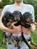 Photo №2 to announcement № 20055 for the sale of dachshund - buy in Belarus private announcement