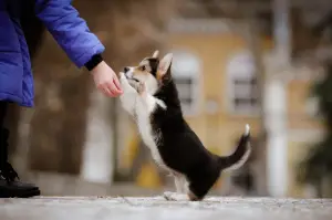 Additional photos: Chic Welsh Corgi Pembroke Puppies