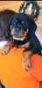 Additional photos: Rottweiler puppies