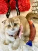 Photo №1. scottish fold - for sale in the city of Гриндельвальд | Is free | Announcement № 129220