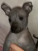 Additional photos: Xoloitzcuintle Puppy