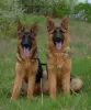 Photo №4. I will sell german shepherd in the city of Prague. private announcement, from nursery, breeder - price - 634$