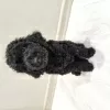 Photo №1. poodle (dwarf) - for sale in the city of Minsk | 377$ | Announcement № 114391