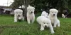 Photo №1. akita - for sale in the city of Gatlinburg | negotiated | Announcement № 63664