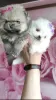 Additional photos: Pomeranian Spitz, puppies. Mini bears