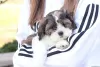 Photo №3. shih tzu puppies available 4 weeks old. Germany