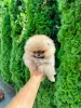 Photo №4. I will sell pomeranian in the city of Werbass.  - price - negotiated