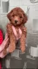 Additional photos: Toy poodle mini Red-Brown puppies for sale