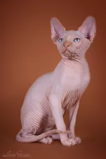 Photo №1. sphynx-katze - for sale in the city of Kohtla-Järve | 972$ | Announcement № 5691