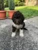 Additional photos: Lagotto Romagnolo puppies