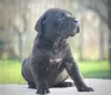 Photo №2 to announcement № 129035 for the sale of cane corso - buy in Serbia 