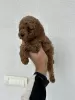 Additional photos: Miniature Poodle and Toy Poodle