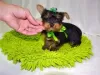 Photo №1. yorkshire terrier - for sale in the city of Веймар | 370$ | Announcement № 119002