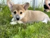 Additional photos: Pembroke Welsh Corgi puppies