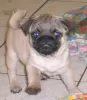 Photo №1. pug - for sale in the city of Gornji Milanovac | negotiated | Announcement № 93370