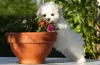 Photo №1. havanese dog - for sale in the city of Russia | 20$ | Announcement № 91065