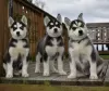 Photo №1. siberian husky - for sale in the city of Drawsko Pomorskie | 393$ | Announcement № 11230