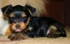 Photo №3. Yorkshire Terrier puppies for sale. Russian Federation