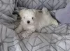 Photo №2 to announcement № 107510 for the sale of maltese dog - buy in Germany private announcement