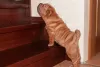 Photo №3. Shar Pei puppies. Russian Federation