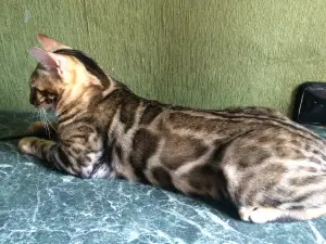 Photo №2 to announcement № 2953 for the sale of bengal cat - buy in Russian Federation from nursery, breeder