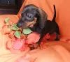 Photo №2 to announcement № 126859 for the sale of dachshund - buy in Portugal 