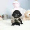 Photo №2 to announcement № 65051 for the sale of poodle (toy) - buy in Hungary private announcement