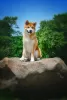 Additional photos: Akita Inu Boy (Hachiko)