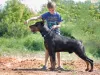 Additional photos: Dobermann puppies - Dan Smile Helgi and Adal Eskae Vangard, born on 25.08.2020.