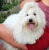 Photo №1. coton de tulear - for sale in the city of Jagodina | negotiated | Announcement № 114537