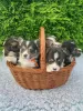 Photo №2 to announcement № 99361 for the sale of welsh corgi - buy in Germany 