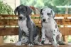 Photo №1. great dane - for sale in the city of Лювен | Is free | Announcement № 129081