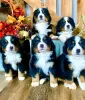 Photo №1. bernese mountain dog - for sale in the city of Gothenburg | 360$ | Announcement № 13383