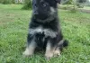 Photo №1. german shepherd - for sale in the city of Сало | Is free | Announcement № 128231