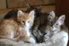 Photo №4. I will sell maine coon in the city of Герона. breeder - price - 370$