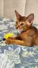 Additional photos: Elite Abyssinian kittens