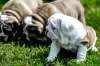 Photo №1. english bulldog - for sale in the city of Vinnitsa | 1183$ | Announcement № 11218