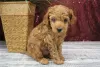 Photo №1. poodle (toy) - for sale in the city of Emden | Is free | Announcement № 130159