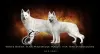 Photo №1. berger blanc suisse - for sale in the city of Черњики | 1585$ | Announcement № 51322