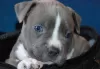 Additional photos: American Staffordshire Terrier Beautiful Puppies