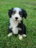 Photo №1. bearded collie - for sale in the city of Tennessee City | Is free | Announcement № 110091