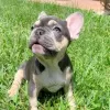 Photo №2 to announcement № 128710 for the sale of french bulldog - buy in Germany private announcement