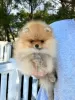 Photo №4. I will sell pomeranian in the city of Bar. from nursery - price - 1691$