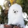 Additional photos: Absolutely Szpic Pomeranian puppies