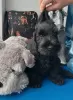 Additional photos: Miniature schnauzer puppies, small dog