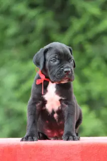 Photo №3. Cane Corso puppies. Belarus